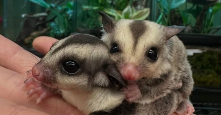 11 Pocket Pets That Form Incredible Bonds With Their Owners