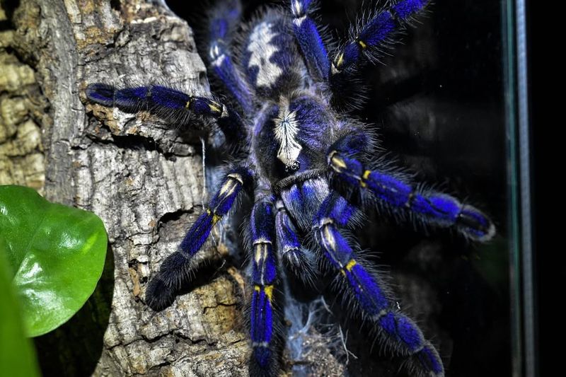 Gooty Sapphire Ornamental Tarantula