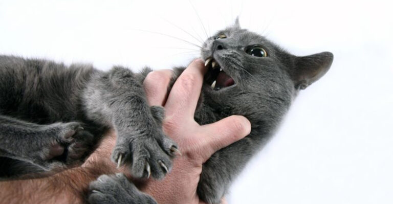 11 Reasons Russian Blue Cats Might Seem Aggressive