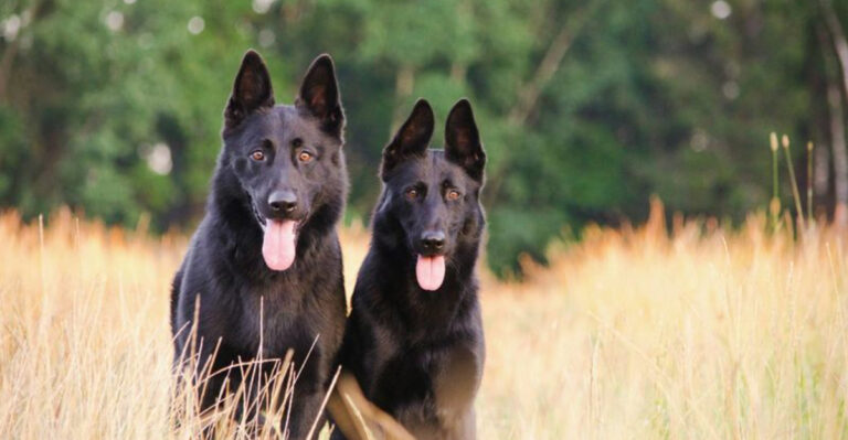 11 Reasons To Own A Black German Shepherd (Your Domesticated Wolf)