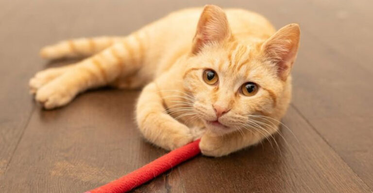 11 Reasons Why Adopting A Stray Cat Might Be The Best Decision Ever