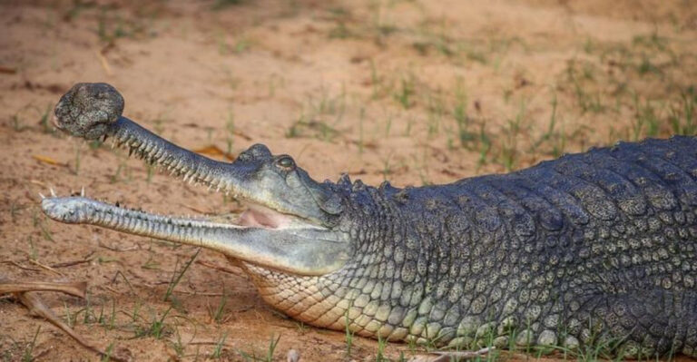 11 Reptiles That Can Grow Larger Than A Human
