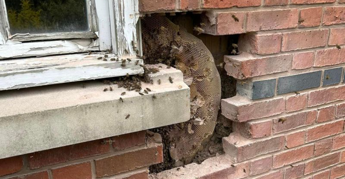 11 Safe And Effective Ways To Remove Bees From Your Wall