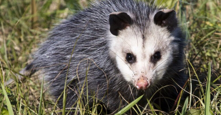 11 Scents That Bring Opossums To Your Yard