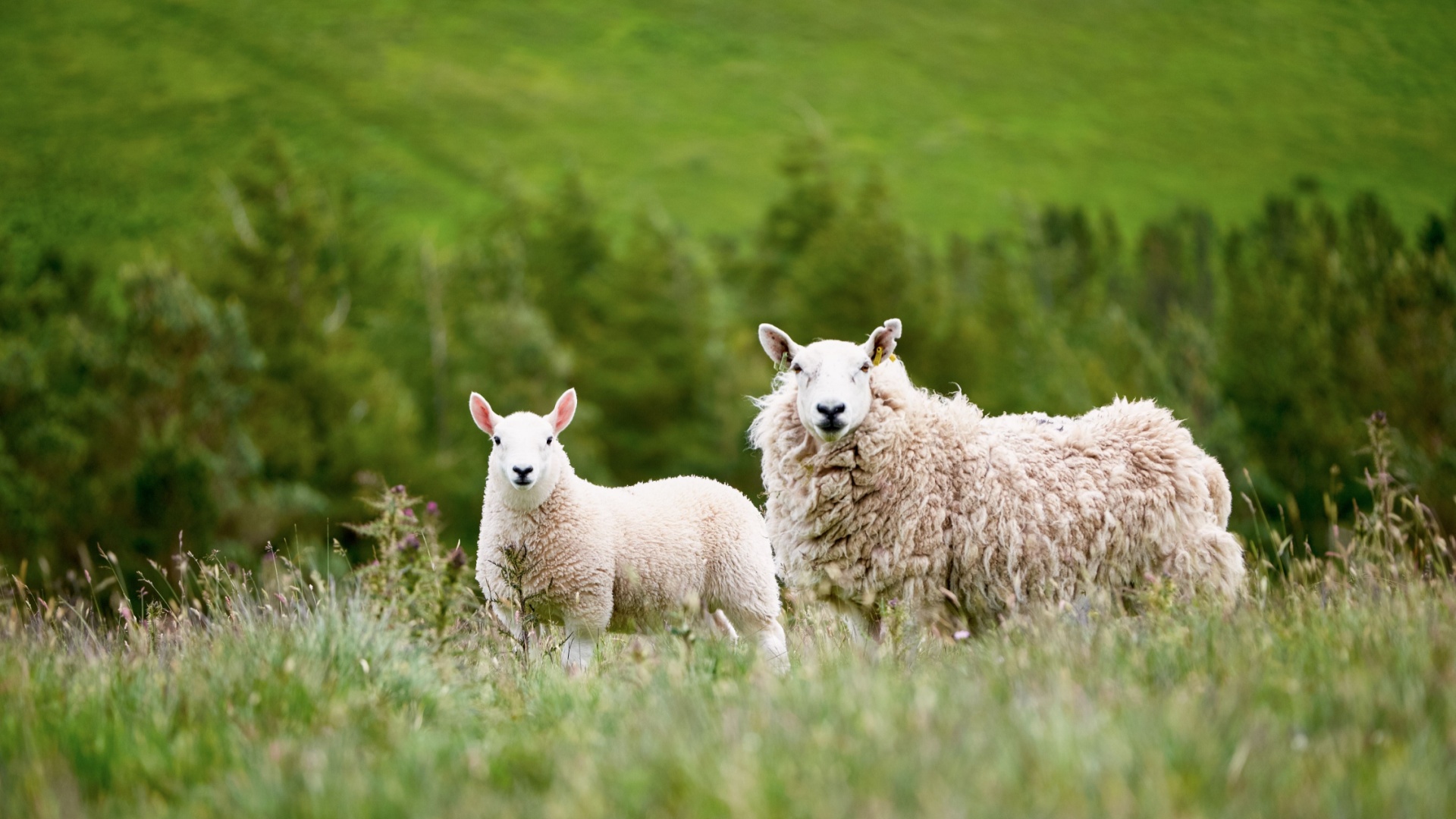 11 Sheep Breeds Known For Remarkable Wool