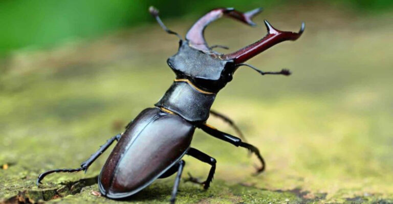 11 Shockingly Expensive Animals You Can Actually Own