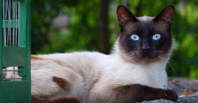 11 Signs You’re Ready For A Siamese Cat In Your Life