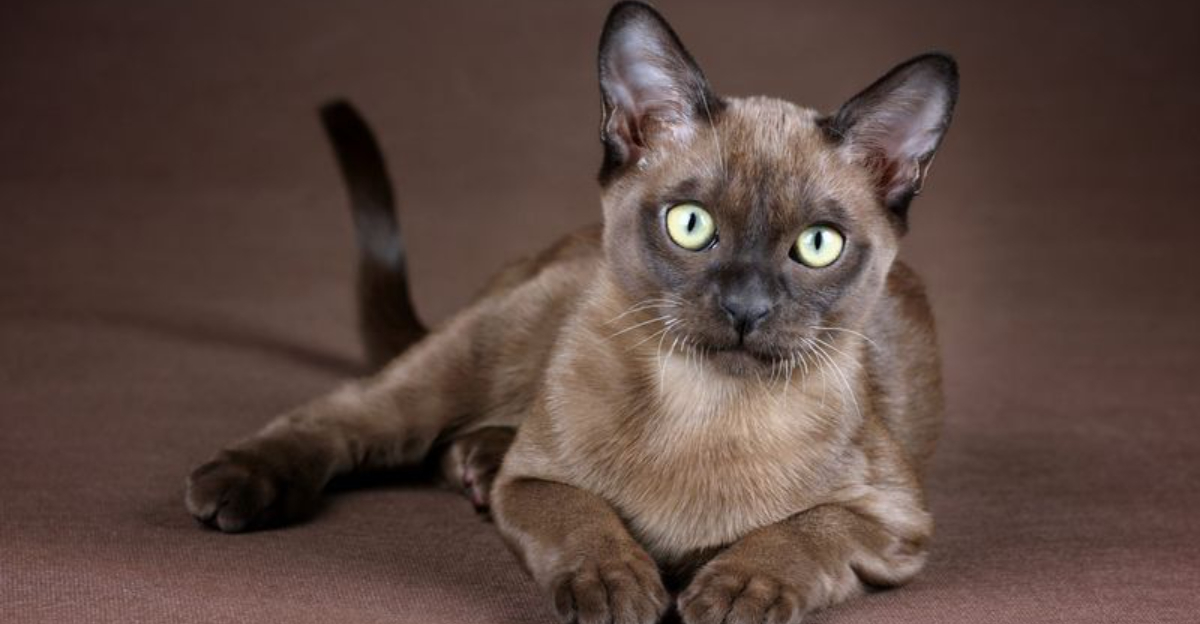 11 Silent Cat Breeds For Those Who Love Quiet Companions