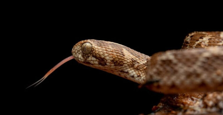 11 Snakes So Venomous You Definitely Don’t Want To Encounter Them