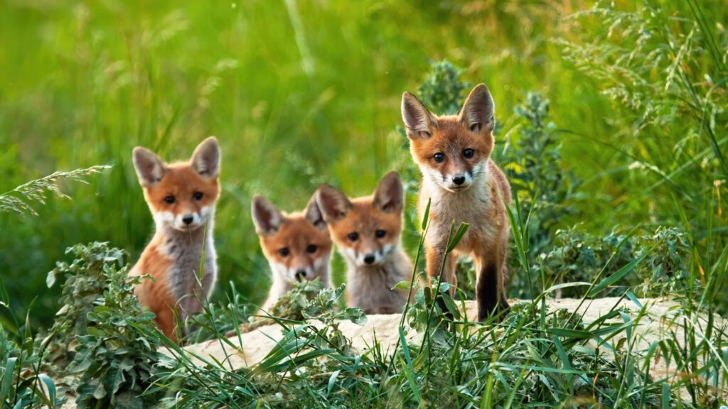 11 States That Have The Most Foxes In The U.S.