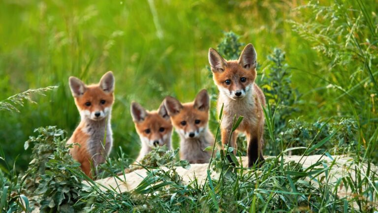 11 States That Have The Most Foxes In The U.S.