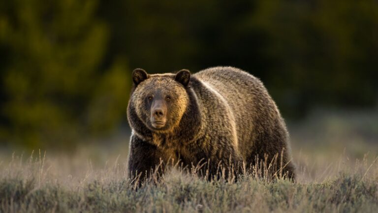 11 Wild Legends Who Rule The Animal Kingdom