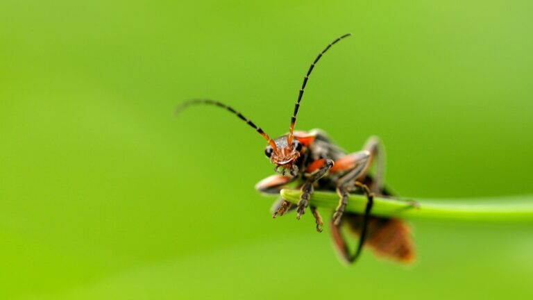 11 Yard-Friendly Bugs That Can Help Your Garden Thrive