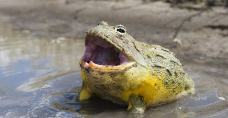 12 Animals That Have Developed Extraordinary Survival Tactics