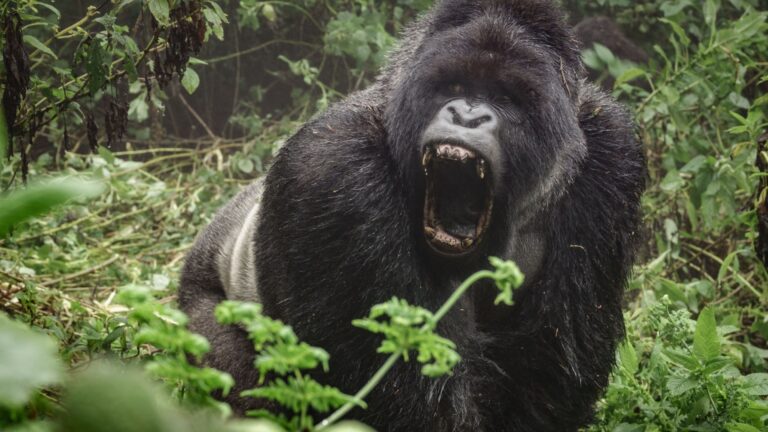 12 Animals That Will Protect Their Territory At All Costs