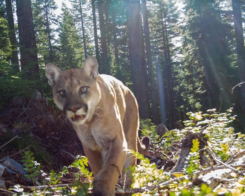 Mountain Lion