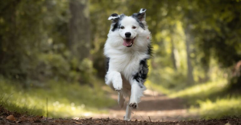 12 Athletic Dog Breeds That Need Plenty Of Outdoor Exercise
