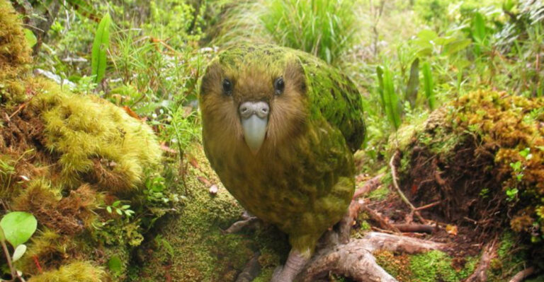 12 Beautiful Birds That Are Slowly Vanishing From The Wild