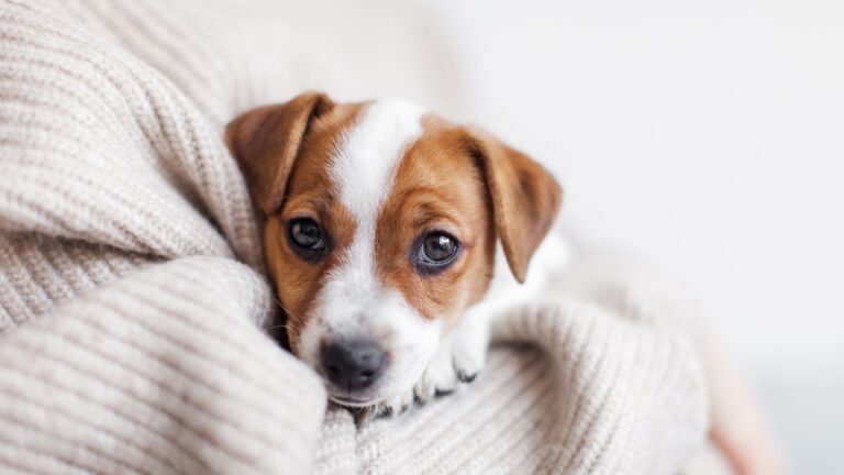 12 Beginner-Friendly Dog Tips Every New Owner Should Know