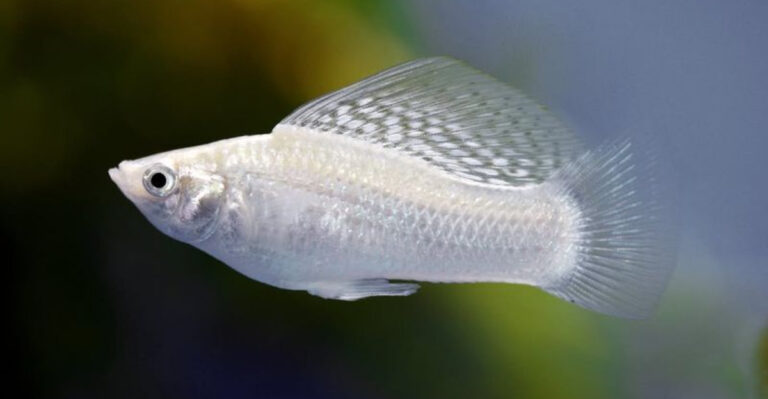 12 Best Fish For Beginners Who Aren't Sure Where To Start
