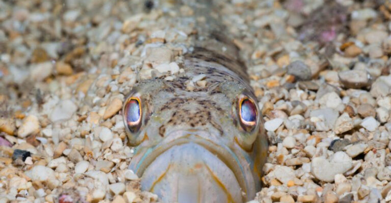 12 Breathtaking Fish You Won’t Believe Are Extremely Toxic