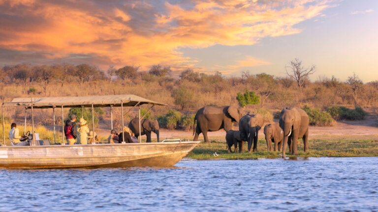 12 Bucket List Animal Encounters Around The Globe