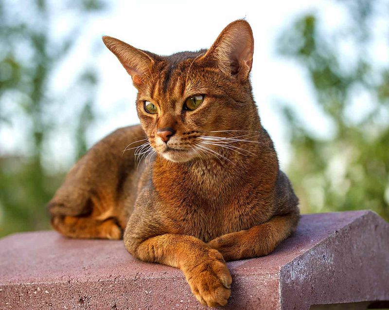 Abyssinian