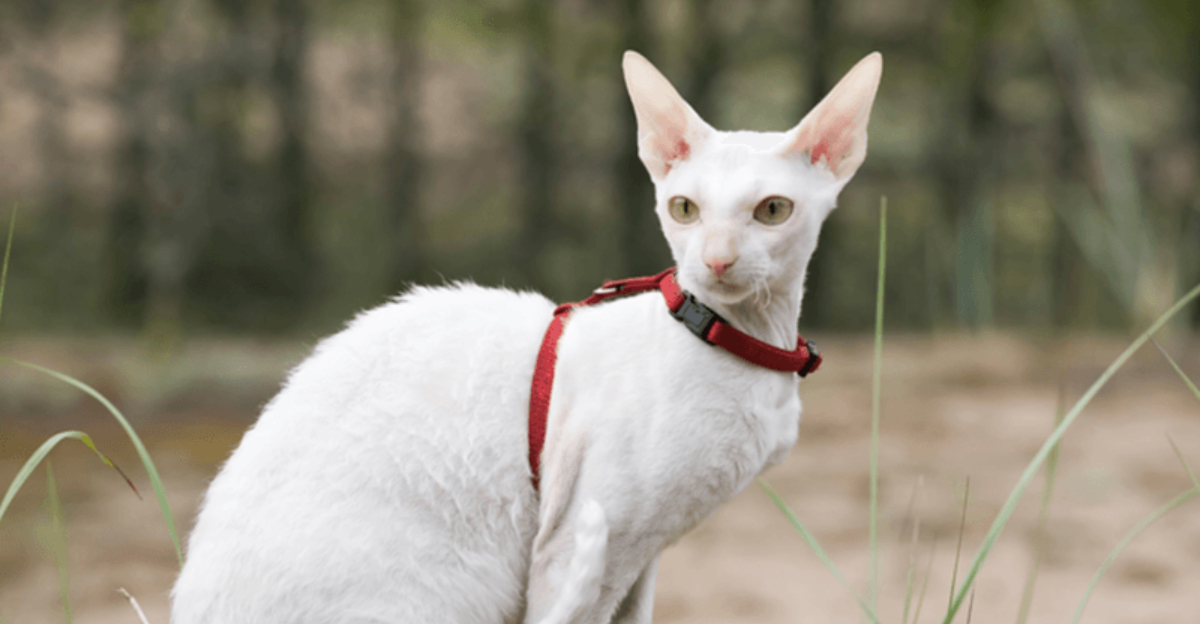 12 Cat Breeds That Are Geniuses Above The Rest