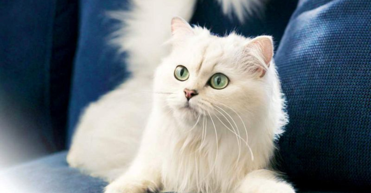 12 Cat Breeds That Have The Softest Fur Ever