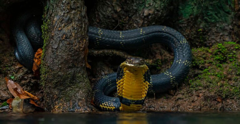 12 Cold-Blooded Creatures With Hot Tempers