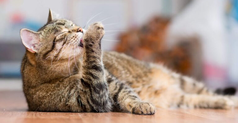 12 Common Cat Behaviors That Owners Often Misinterpret