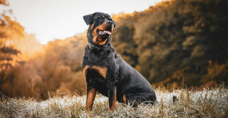 12 Common Concerns About Rottweilers You Should Consider Before Adopting