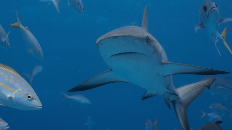 12 Common Shark Misconceptions That Are Totally False