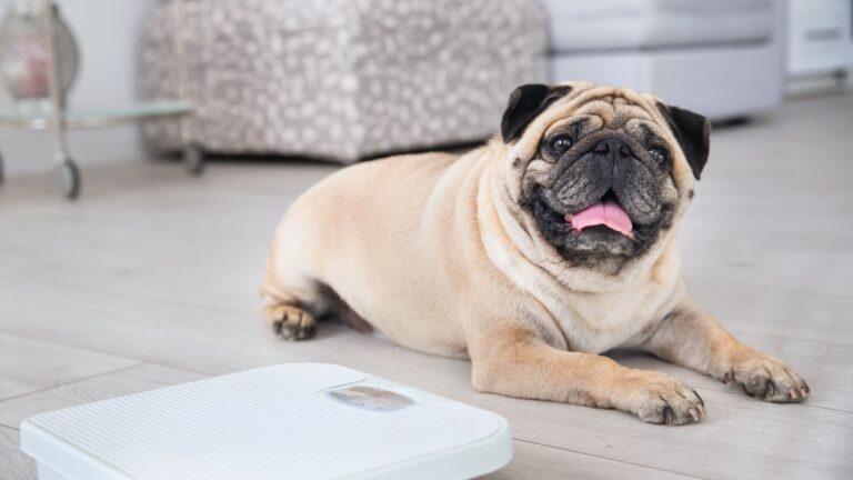 12 Complaints That Every Pug Owner Can Relate To