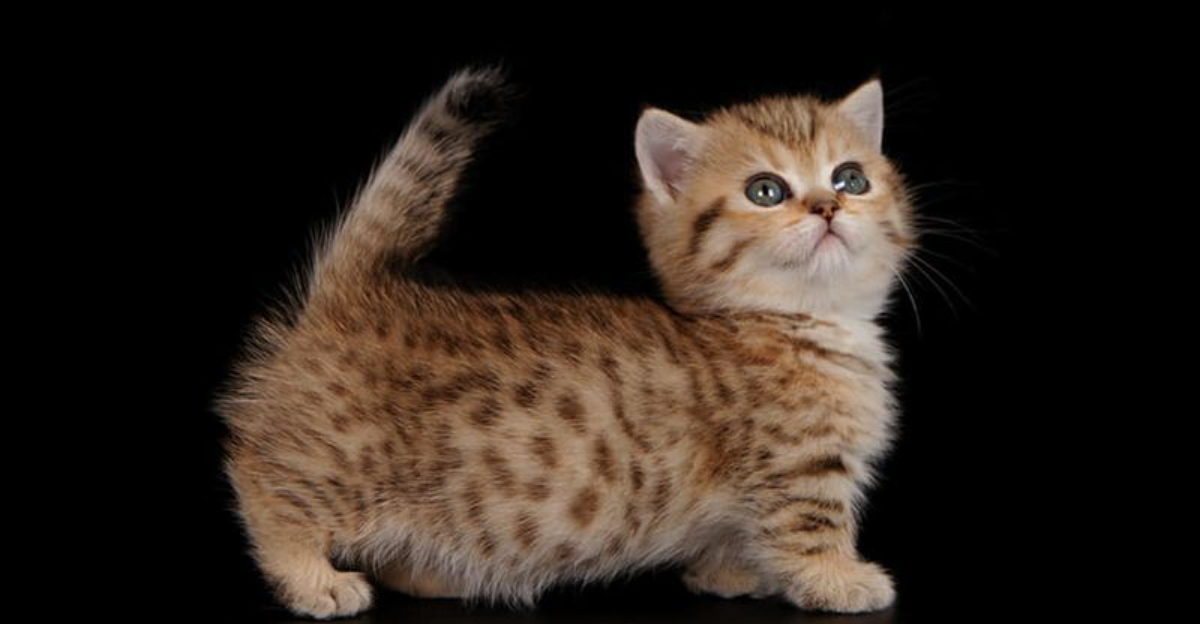 12 Cute Short-Legged Cat Breeds That Will Steal Your Heart