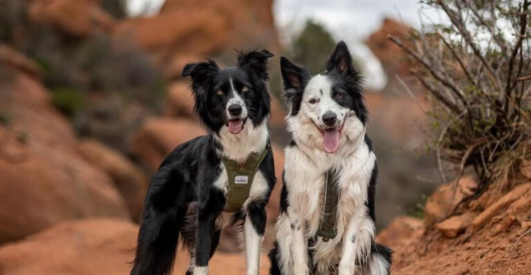 12 Dog Breeds Built For Adventure