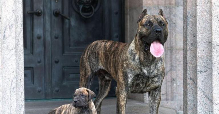 12 Dog Breeds Similar To Cane Corso