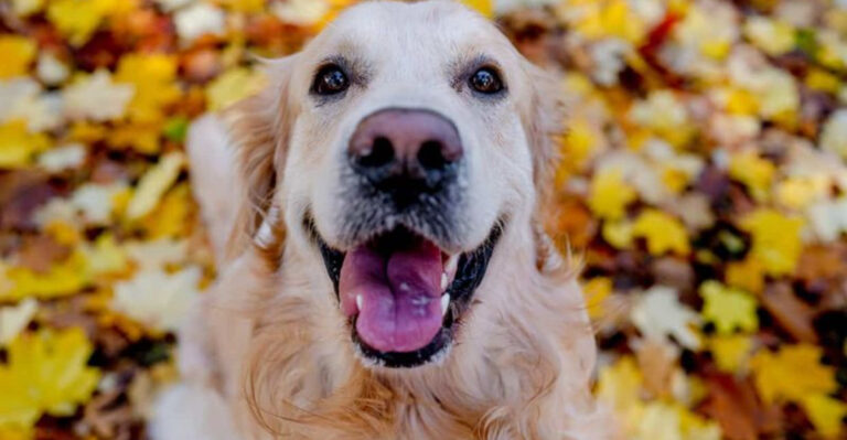 12 Dog Breeds So Friendly They’ll Welcome Everyone