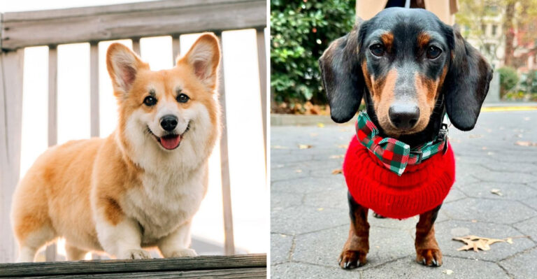12 Dog Breeds That Should Not Be Allowed To Swim