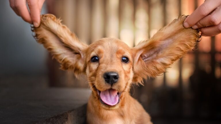 12 Dogs Known For Their Stunningly Long Ears