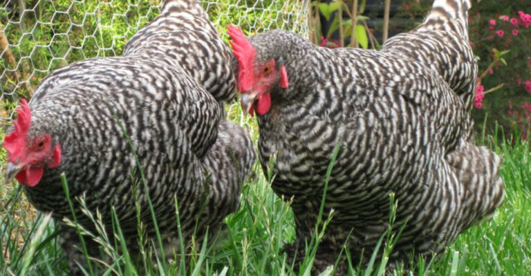 12 Easy-To-Care-For Chicken Breeds That Lay Plenty Of Eggs