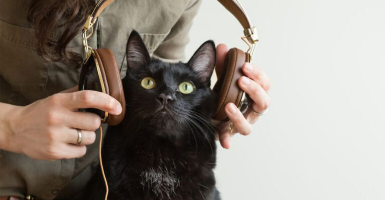 12 Effective Tips To Help Ease Your Cat’s Anxiety