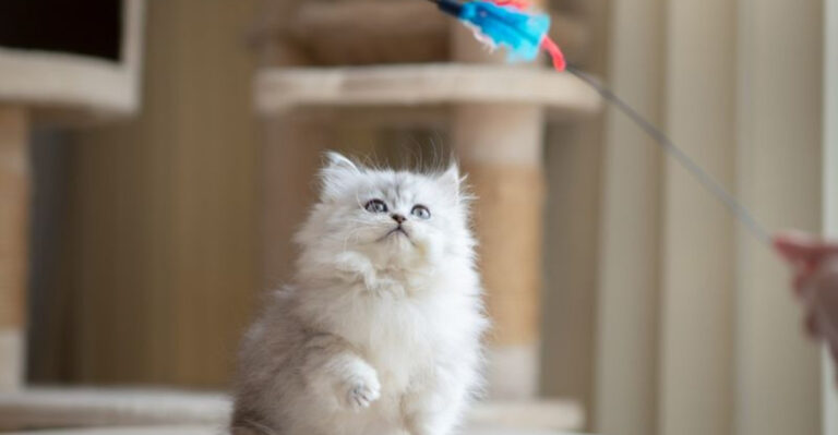 12 Essential Things Every Persian Cat Owner Should Know