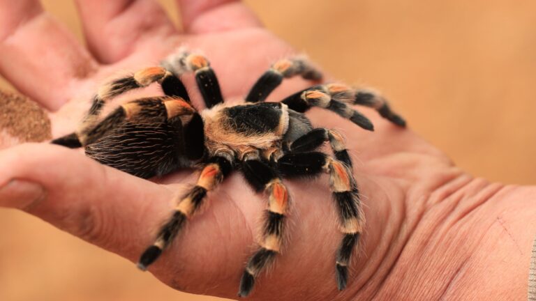 12 Exotic Pets That Bring Excitement Without The Hassle