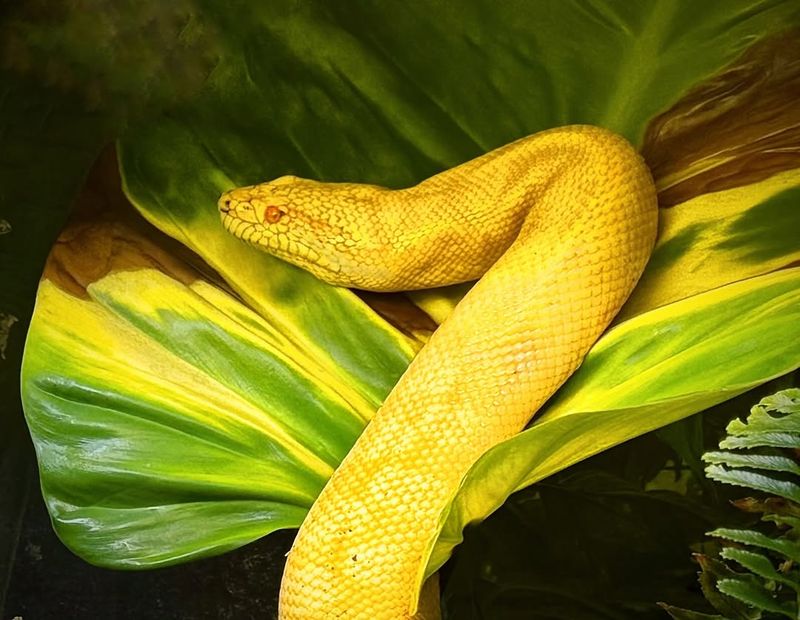 12 Facts About The Gigantic New Snake Species Discovered In The Amazon ...