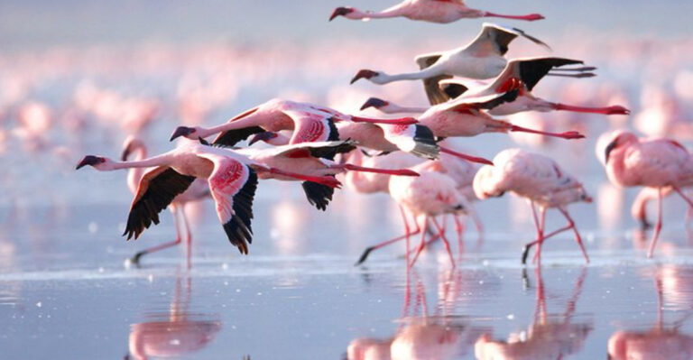 12 Fascinating Animals That Live In The World’s Most Toxic Places