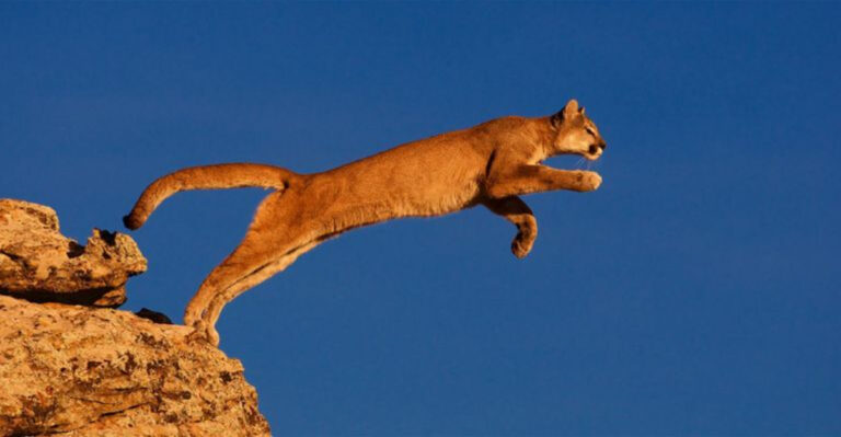 12 Fascinating Cougar Facts You Didn’t Know