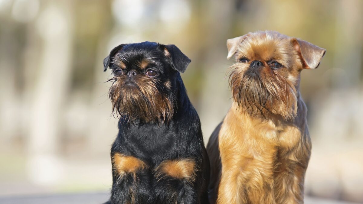 12 Flat-Faced Dog Breeds With Major Health Issues