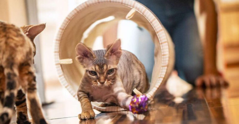 12 Fun And Easy Enrichment Ideas For Your Cat At Home