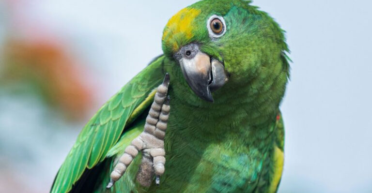 12 Fun Things You Can Teach Your Parrot